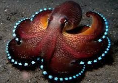 Beauty Under the Sea: Coconut Octopus